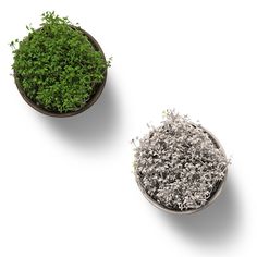 two bowls filled with green plants on top of a white table next to each other