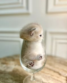 a small kitten sitting in a wine glass with its head sticking out from the top