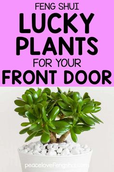 a potted plant with white rocks in it and text overlay that reads how to care for lucky plants for your front door