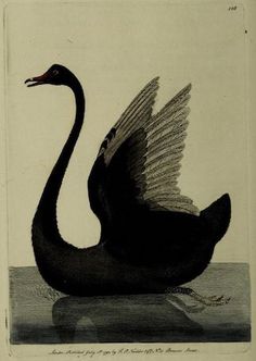 an illustration of a black swan with its wings spread