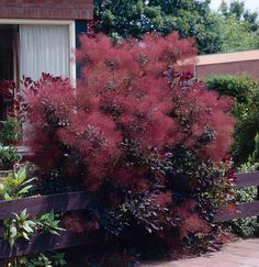 a red bush in front of a wooden fence