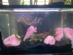 an aquarium filled with pink rocks and plants