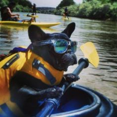 a small dog wearing goggles and sitting in a kayak