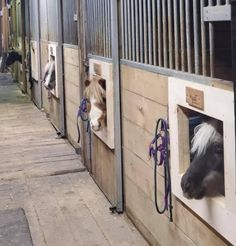 several horses are in stalls with their heads sticking out the windows and looking at each other