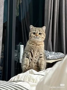 a cat sitting on top of a bed in front of a sliding glass door and looking at the camera