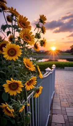 sunflowers are growing on the side of a metal fence at sunset, with water in the background