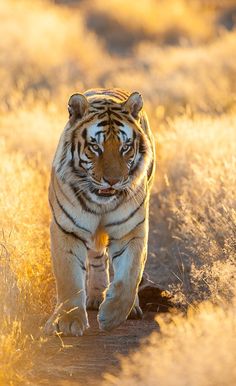 a large tiger walking across a dry grass field