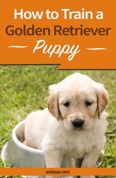 a puppy sitting in a bowl with the title how to train a golden retriever puppy