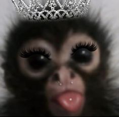 a monkey wearing a tiara with its eyes wide open and tongue hanging out to the side