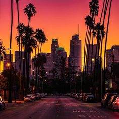 palm trees line the street as the sun sets in los angeles, california on march 25, 2013