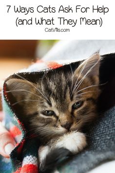 a kitten hiding in a blanket with the caption 7 ways cats ask for help and what they mean