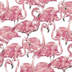 a flock of pink flamingos standing next to each other on a white background,