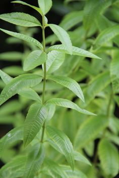 a green plant with lots of leaves on it