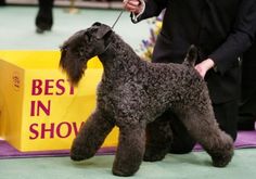 a dog being judged at a dog show with its owner holding the leash to it's head