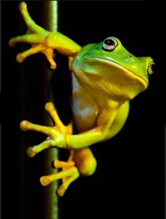 a green frog sitting on top of a metal pole