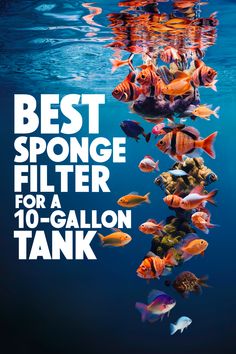 the best sponge filter for a 10 gallon tank is shown in front of an underwater scene