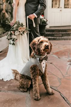 a brown dog wearing a bow tie standing next to a bride