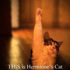 a cat raising its paw up with the caption ths is hemonie's cat