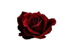 a single red rose on a white background