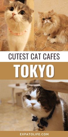 Complete guide to the best cat cafes in Tokyo, Japan, featuring the unique Tokyo Japan cat cafes, tokyo cat cafe aesthetic, and must-visit cafe spots like Cat Cafe Mocha Tokyo. Cutest Cat, Japan Travel Guide, Cat Cafe