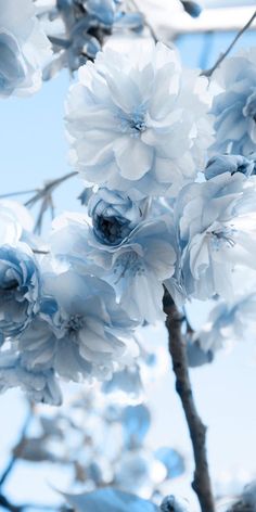 blue flowers are in the foreground with a sky background and text that reads, november