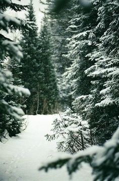 a snow covered forest filled with lots of tall pine trees next to each other on a snowy day