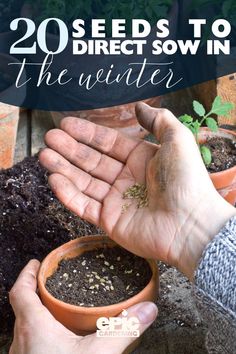 Man planting small seeds into a small terra cotta pot full of fresh soil Sowing Seeds, Flower Spike