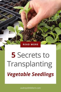 a hand holding a seedling plant with the words 5 secrets to transplanting vegetable seeds