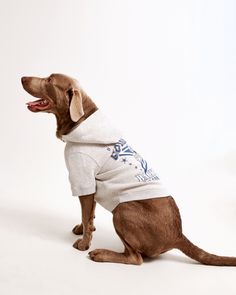 a brown dog wearing a white shirt with blue flowers on it's chest sitting down