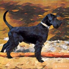 a painting of a black dog standing on rocks