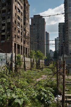 an abandoned city with lots of tall buildings and overgrown vegetation in the foreground, on a sunny day