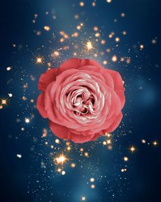 a red rose is surrounded by stars and sparkles