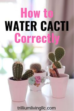 three potted cacti on a table with text overlay how to water cacti correctly