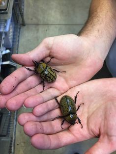 two green bugs sitting on the palm of someone's hand in front of them