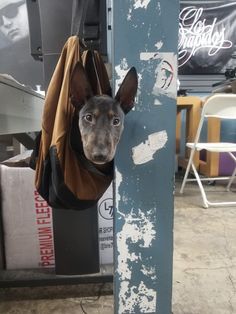 a dog sticking its head through the side of a blue pole with a bag hanging on it