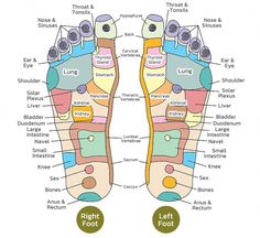 Indulge in a luxurious spa experience right at home with APROLO™ Pro Herbal Detox Foot Soak Beads! Infused with natural ingredients like Ginger root, Epsom salt, Lavender, and Green tea, these beads help reduce swelling and promote slimming while detoxifying your body. Say goodbye to tired, achy feet and hello to a rel Stomach Digestive System, Lymph Glands, Reflexology Foot Chart, Foot Reflexology Massage, Magnet Therapy, Reflexology Chart, Acupressure Massage, Pituitary Gland, Reflexology Massage