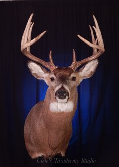 a close up of a deer with antlers on it's head, against a black background