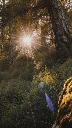 the sun shines brightly through the trees in this forest scene with tall grass and moss