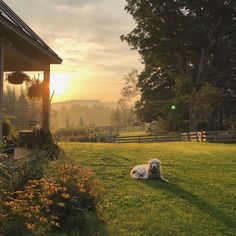 a white dog laying on top of a lush green field