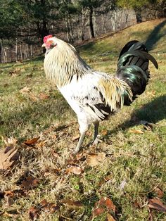 a rooster standing on top of a lush green field covered in leaves and grass next to a forest