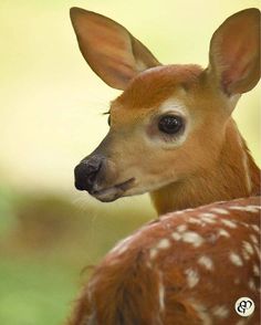 a close up of a deer's face with grass in the background