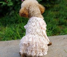 a small dog in a dress sitting on a rock outside with grass and bushes behind it