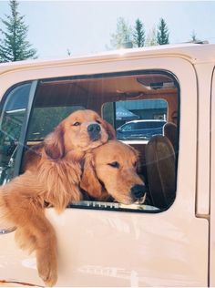 two dogs sitting in the drivers seat of a white truck with its head out the window