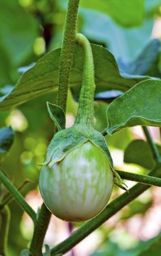 an unripe green tomato hanging from a tree