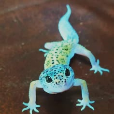 a blue and yellow gecko sitting on top of a table