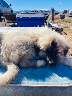 a fluffy white dog laying on top of a blue blanket next to a parked car