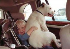 a young boy sitting in the back seat of a car with a large white dog