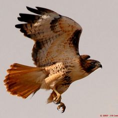 a large bird flying through the air with it's wings spread