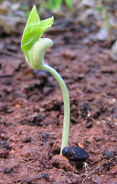 a young plant sprouts from the ground with dirt and grass in the background