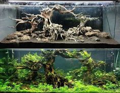 two different types of fish in an aquarium with algaes and trees growing out of them